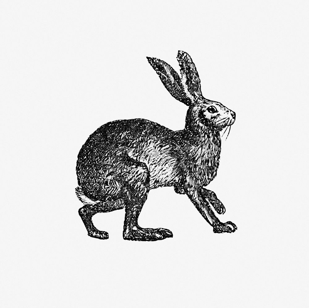 Vintage Victorian style rabbit engraving