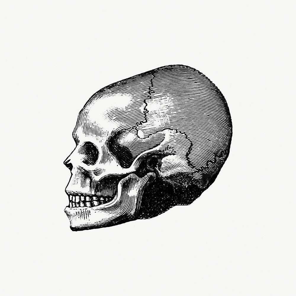 Vintage Victorian style skull engraving