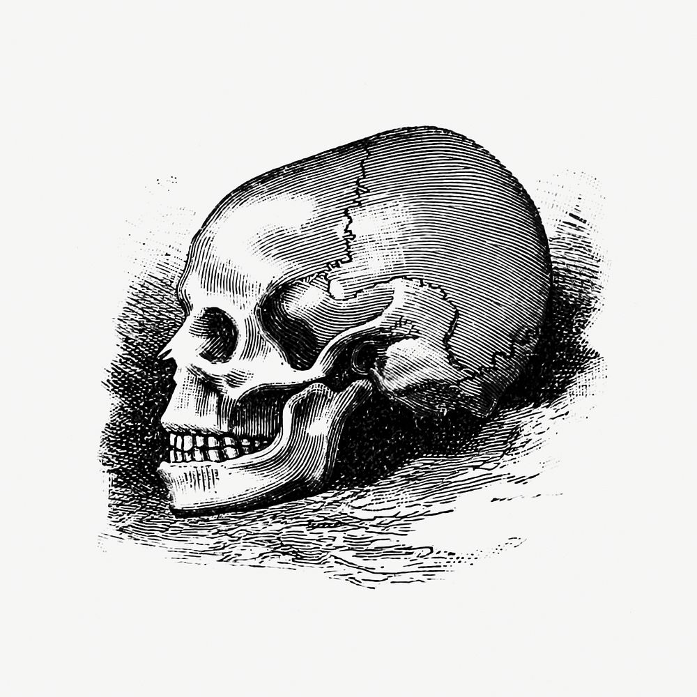 Vintage Victorian style skull engraving