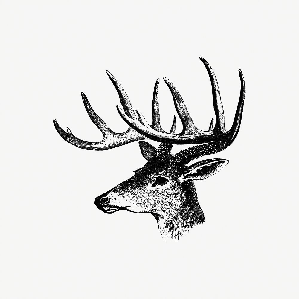 Vintage Victorian style deer with antler engraving. Original from the British Library. Digitally enhanced by rawpixel.