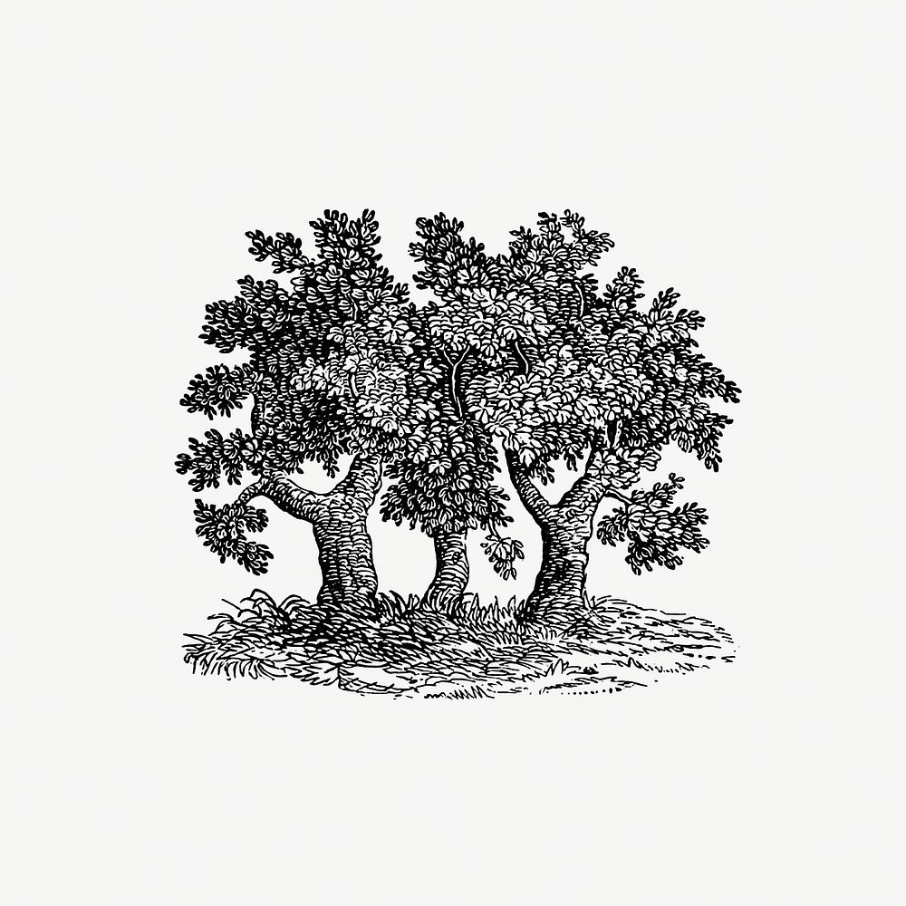 Vintage Victorian style tree engraving