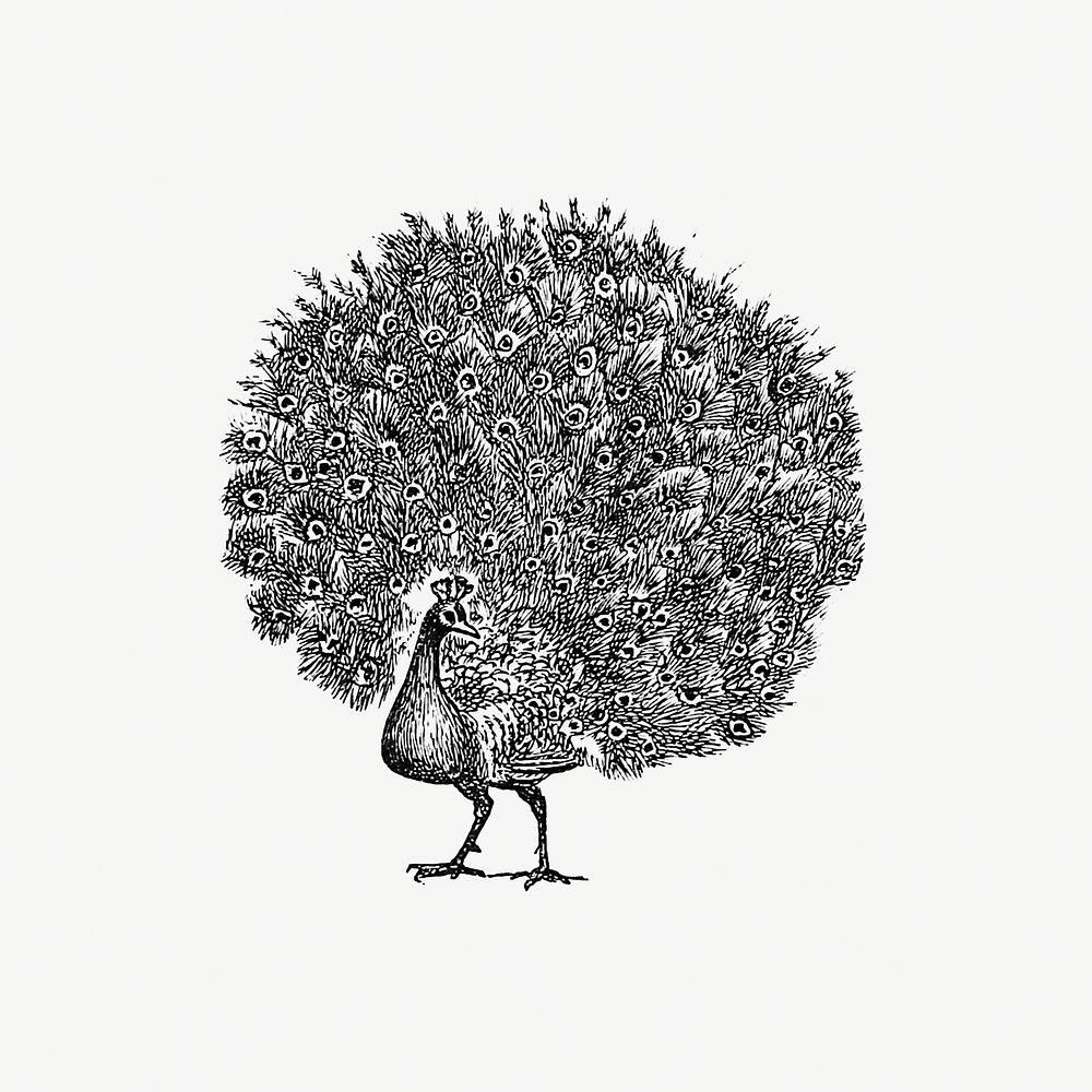 Vintage Victorian style peacock engraving. Original from the British Library. Digitally enhanced by rawpixel.