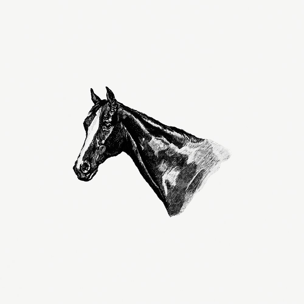 Vintage Victorian style horse head. Original from the British Library. Digitally enhanced by rawpixel.