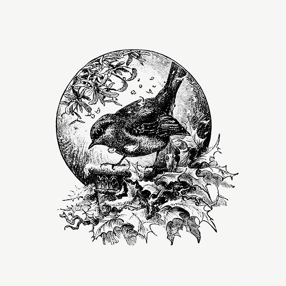 Vintage winter bird etching illustration