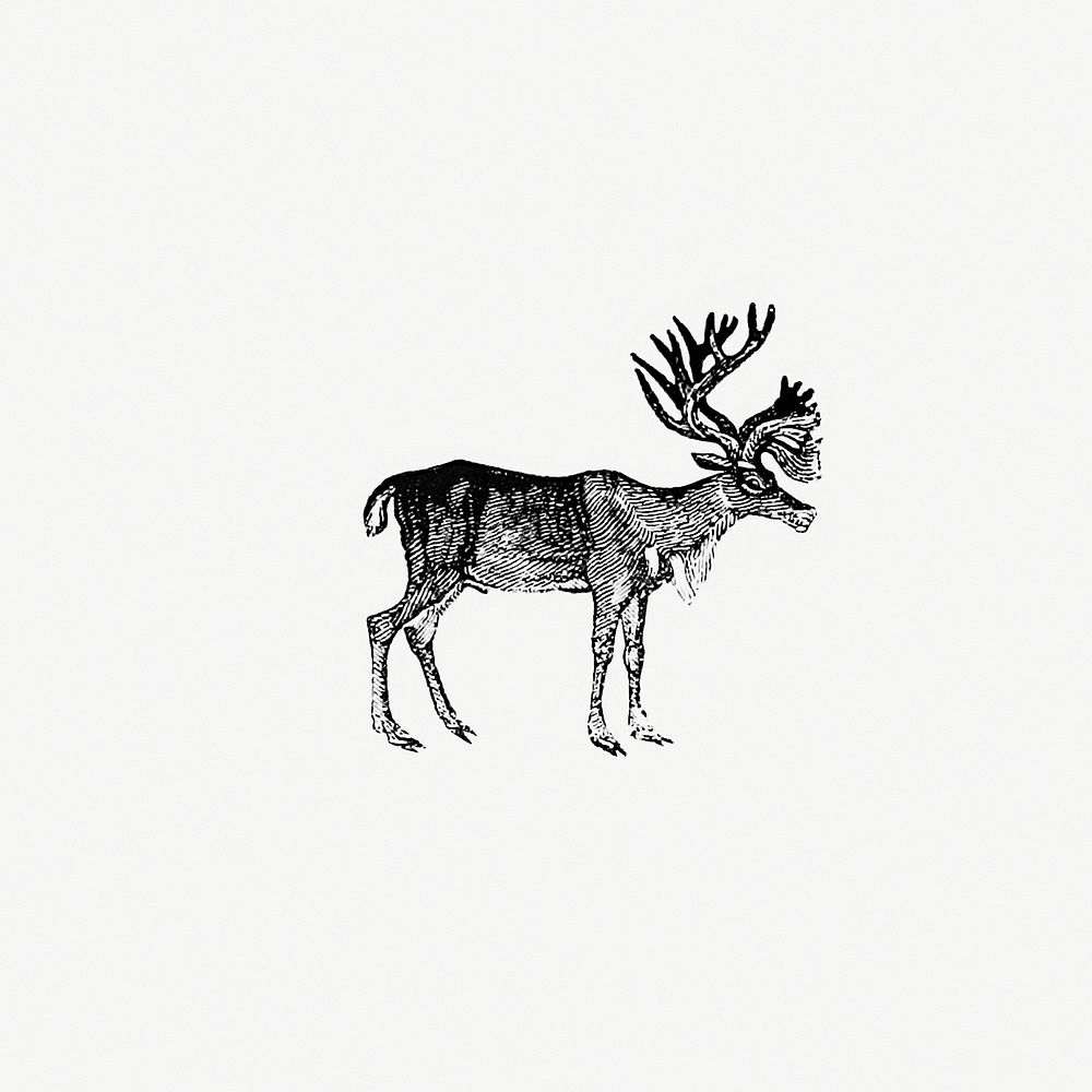 Vintage reindeer etching illustration