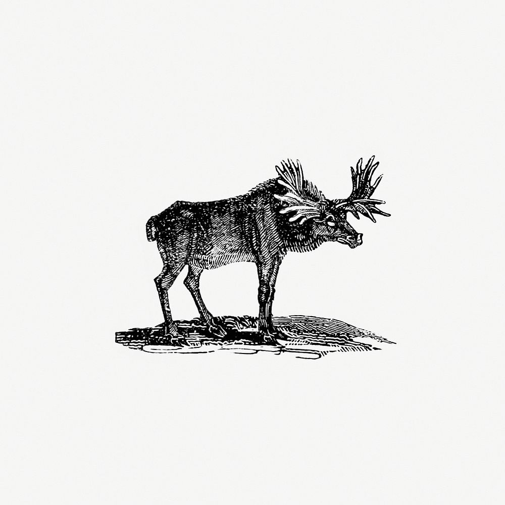 Moose illustration from The Polar Regions of the Western Continent Explored (1831) by William Joseph Snelling. Original from…