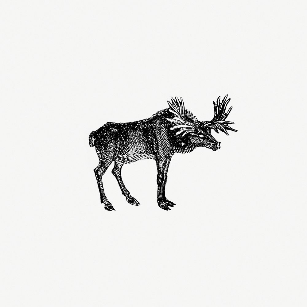 Vintage moose etching illustration