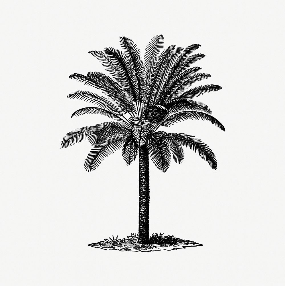 Vintage European style palm tree engraving by James Dwight Dana (1875). Original from the British Library. Digitally…