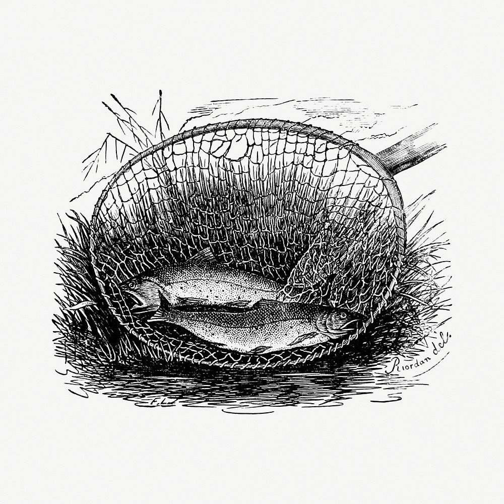 Two fishes caught on a net illustration from Canoe and camera a two hundred mile tour through the Maine forests by T.S.…