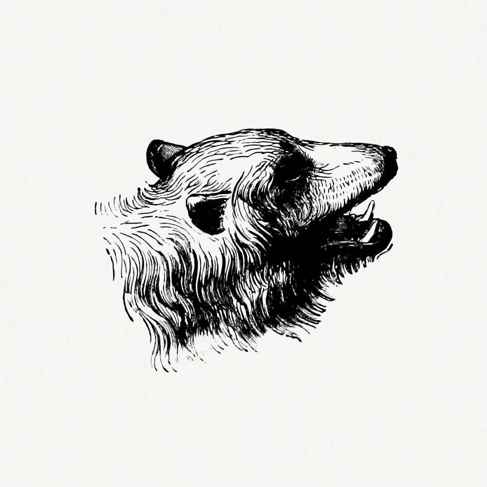 Vintage European style bear engraving | Free Photo Illustration - rawpixel