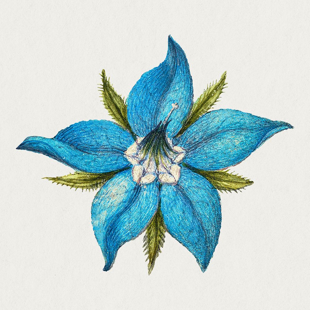 Blooming blue borage flower hand drawn