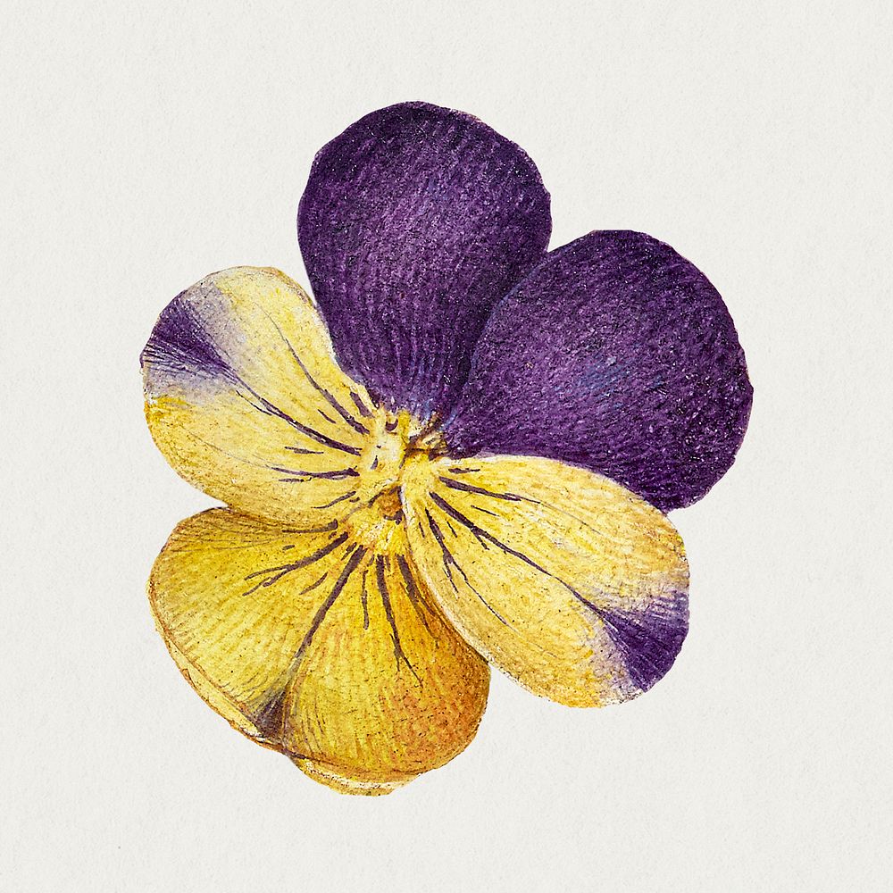 Wild pansy flower psd element hand drawn