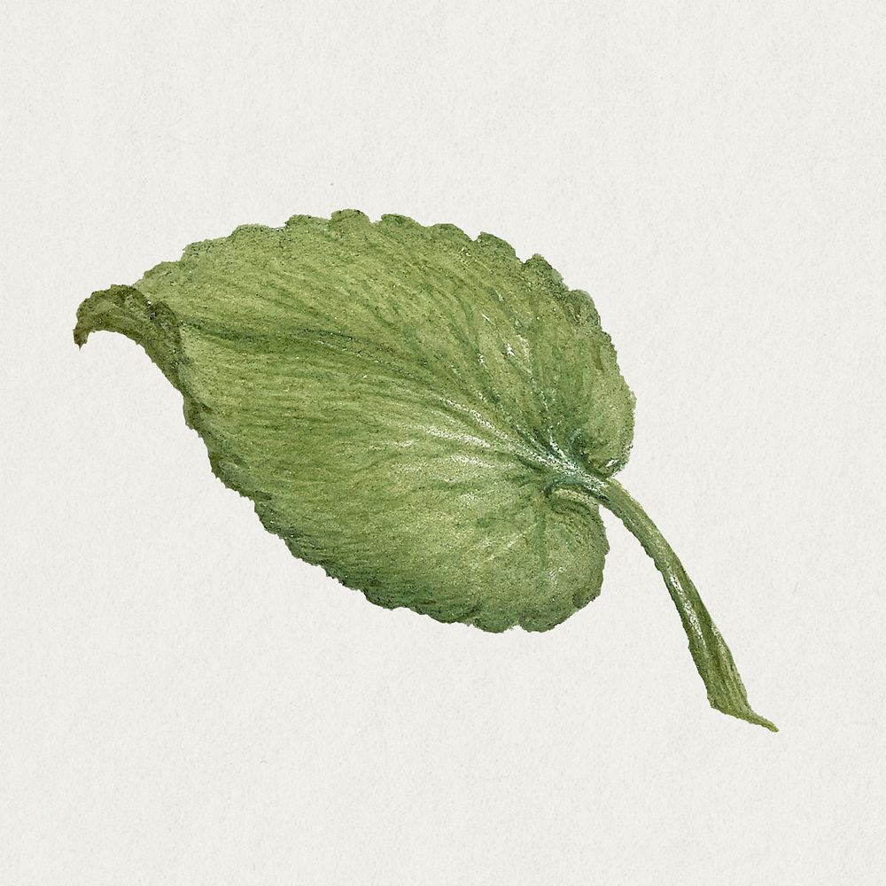 Vintage sweet violet leaf psd illustration botanical drawing