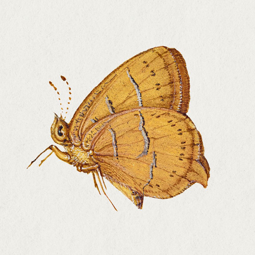 Brown hairstreak butterfly insect hand drawn