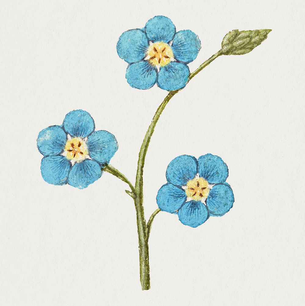 Forget me not flower psd hand drawn