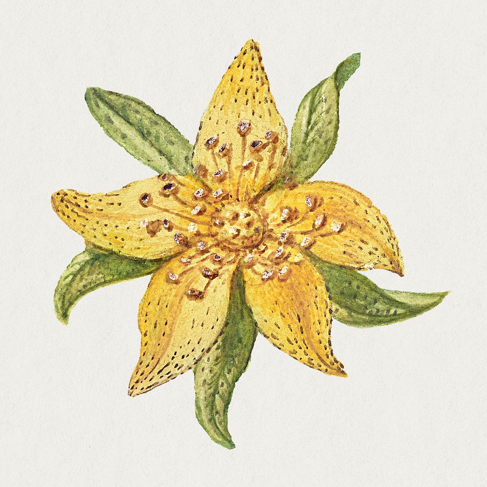 Psd st john's wort flower