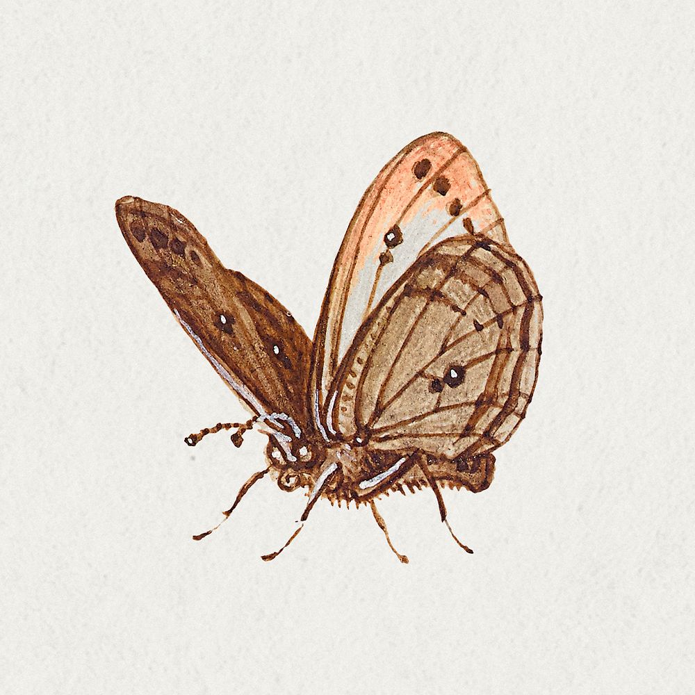 Hand drawn butterfly insect psd 