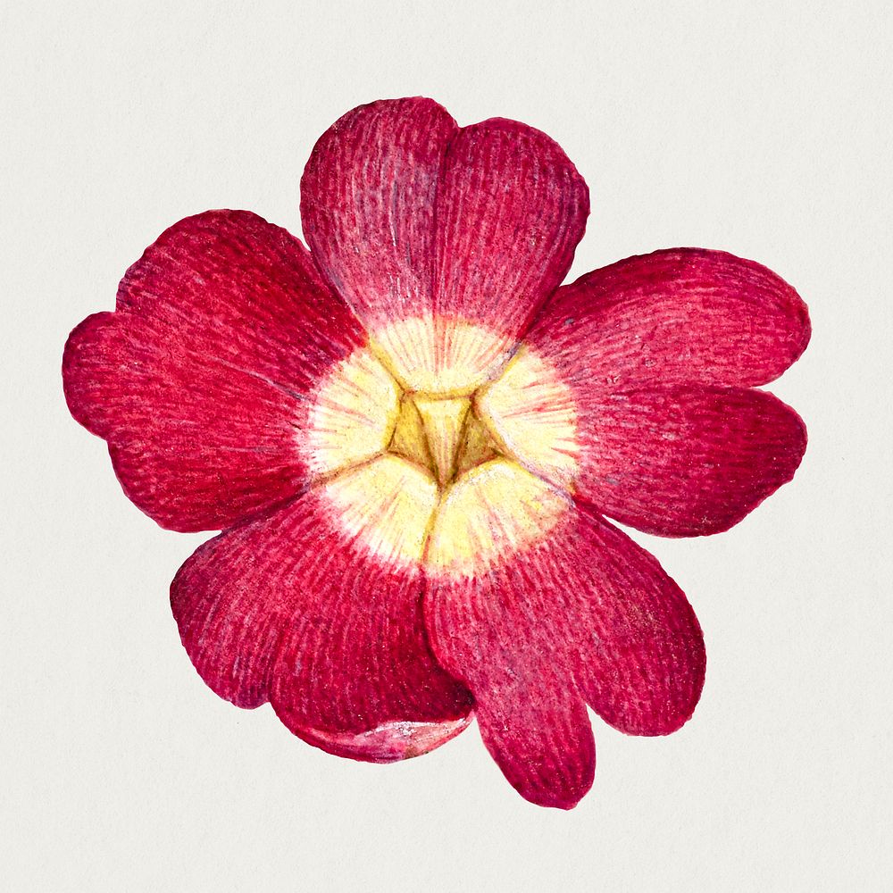 Red primrose flower psd hand drawn
