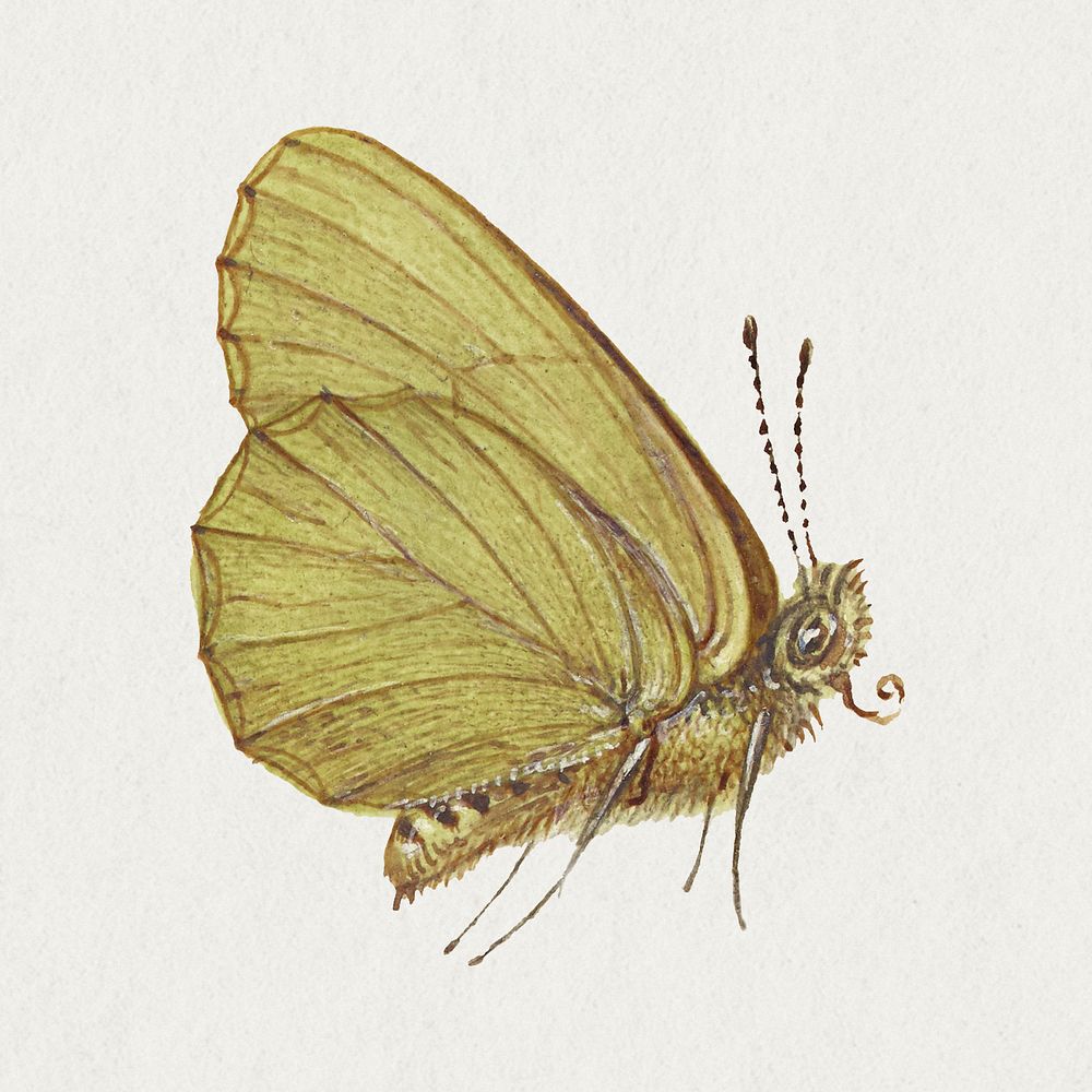 Hand drawn green moth insect
