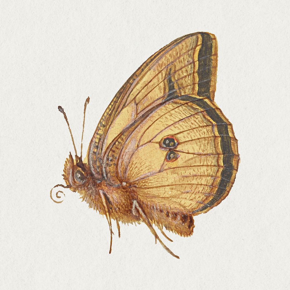 Psd hand drawn brown moth insect