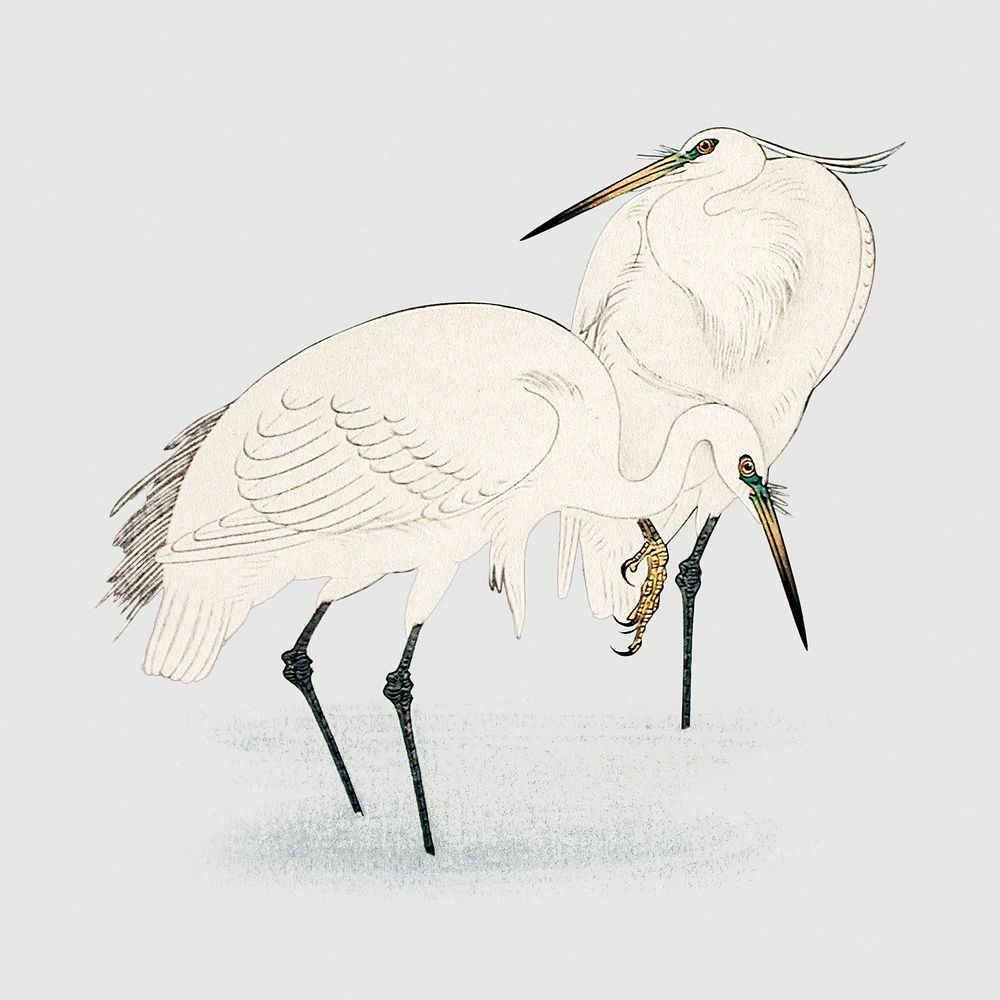 Two egret birds illustration mockup