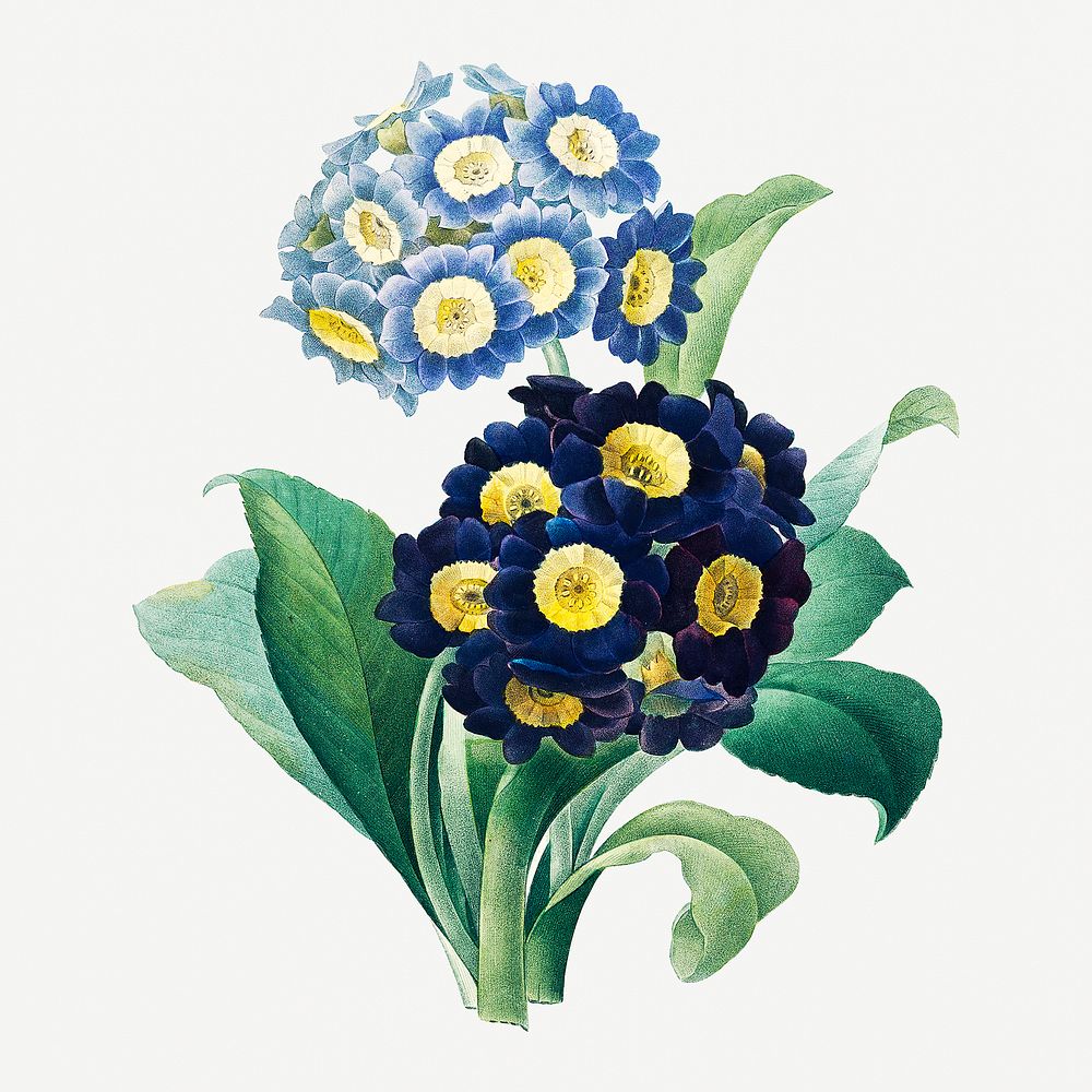 Cowslip primrose flower psd botanical illustration, remixed from artworks by Pierre-Joseph Redout&eacute;