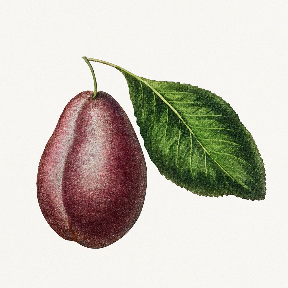 Vintage plum with leaf with leaf illustration