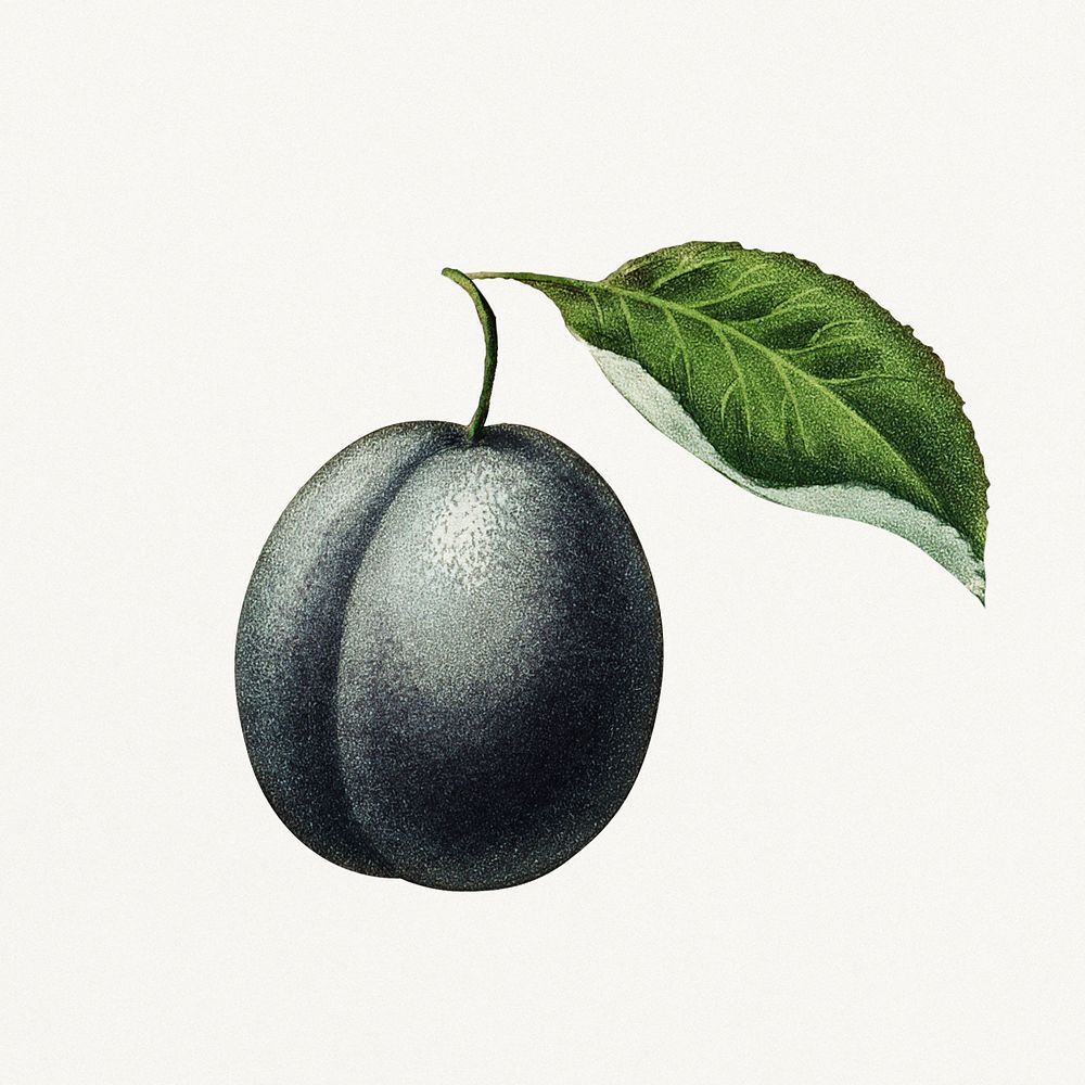 Vintage plum with leaf illustration