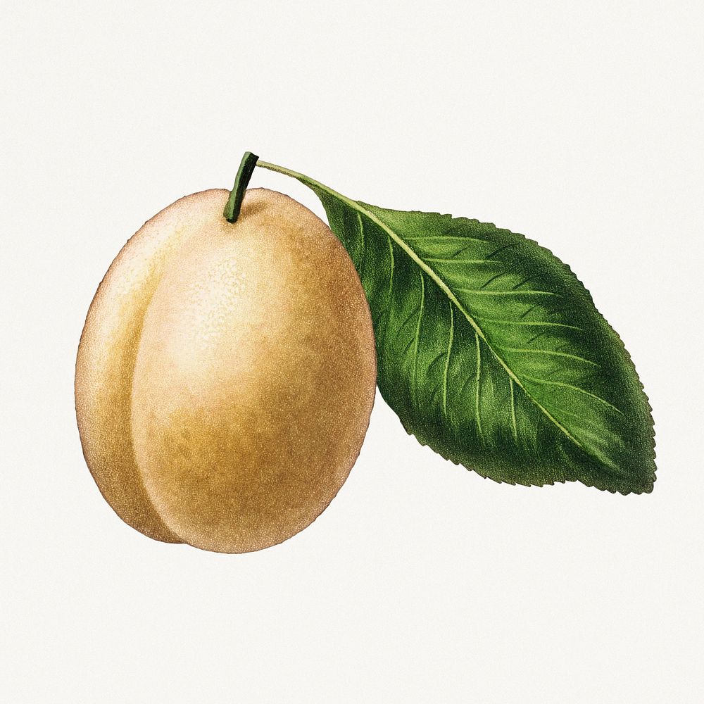 Yellow plum with leaf vintage illustration