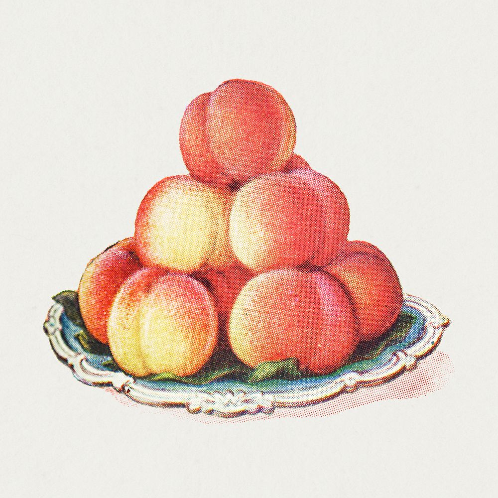 Vintage hand drawn peaches design element