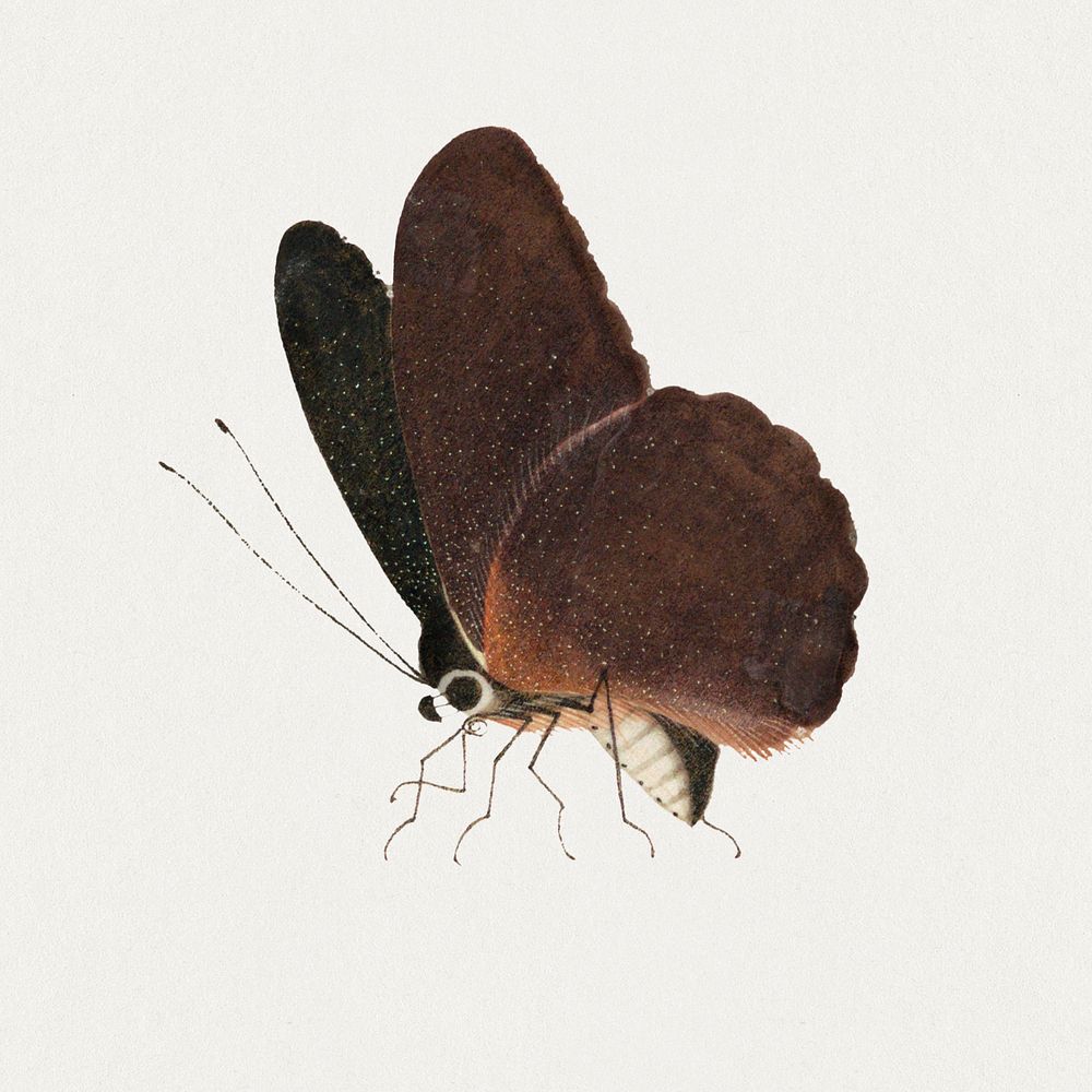 Brown single butterfly insect vintage illustration