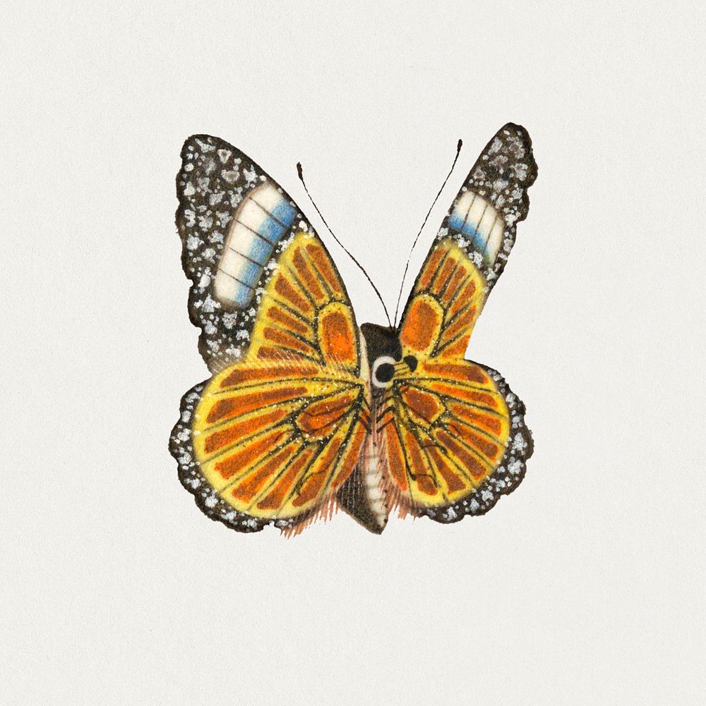 Colorful single butterfly psd vintage illustration