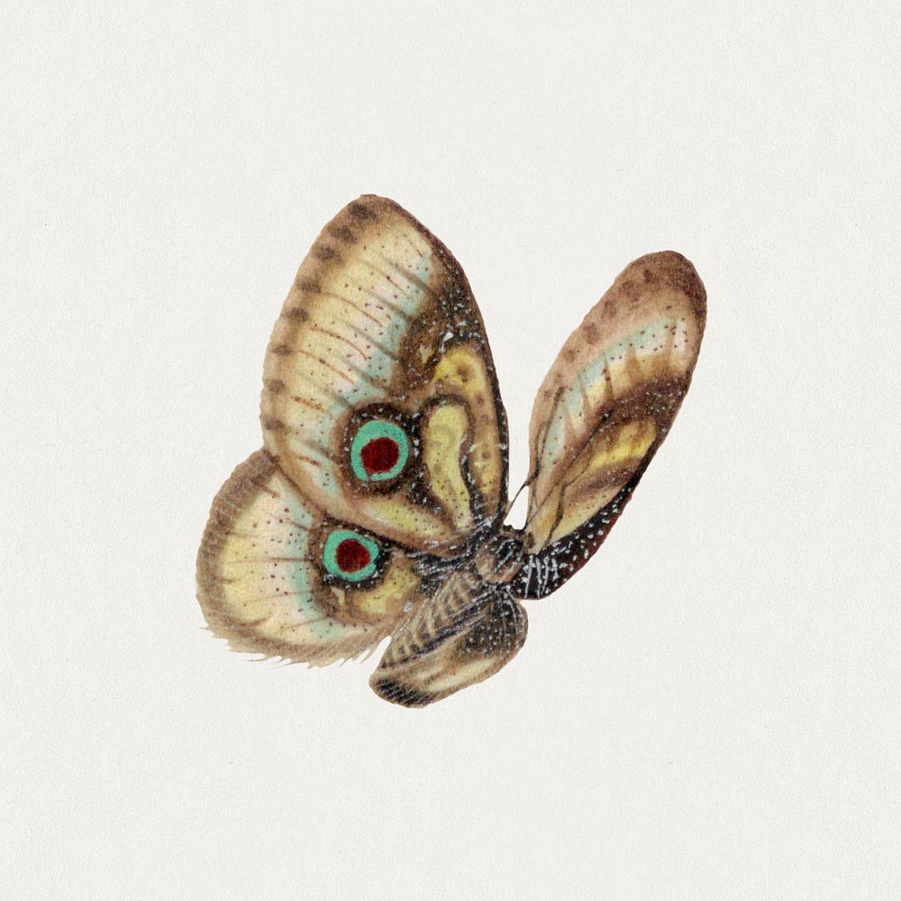 Butterfly with eyespots vintage illustration