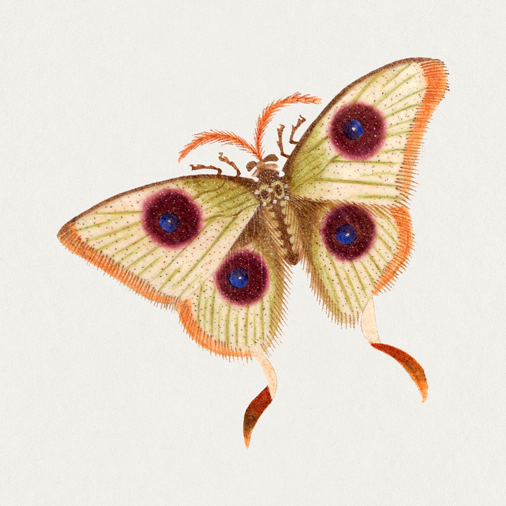 Moth insect psd vintage illustration