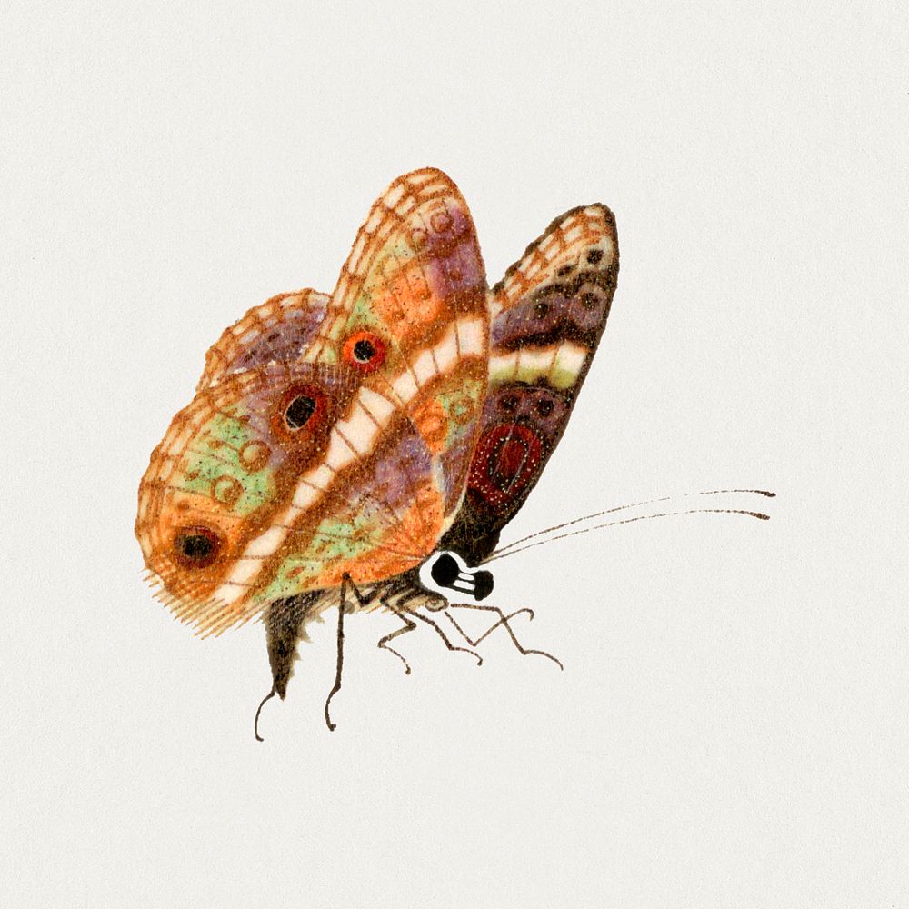 Butterfly insect with eyespot vintage drawing