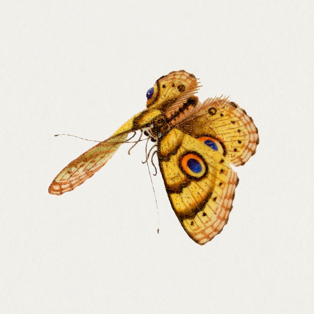 Butterfly with eyespot vintage illustration