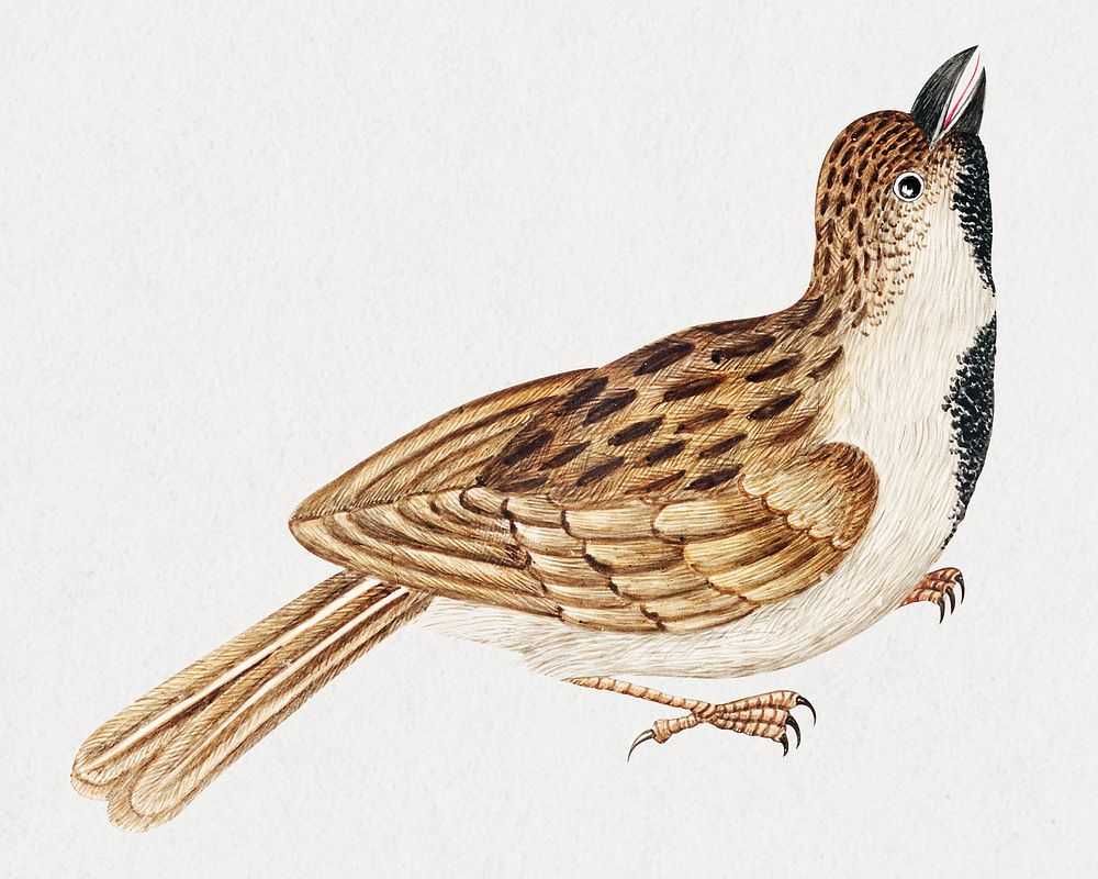 Brown bird, remixed from the 18th-century artworks from the Smithsonian archive.