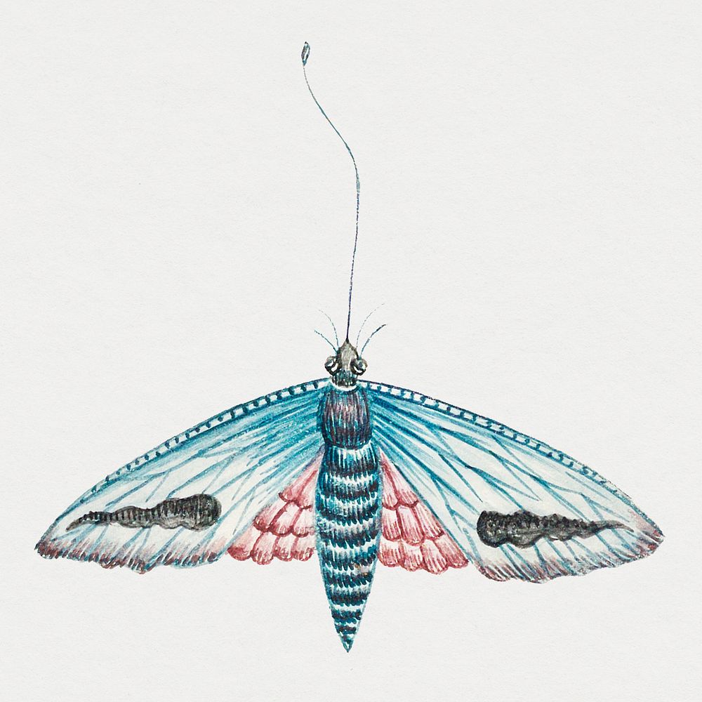 Vintage psd moth watercolor illustration, remixed from the 18th-century artworks from the Smithsonian archive.
