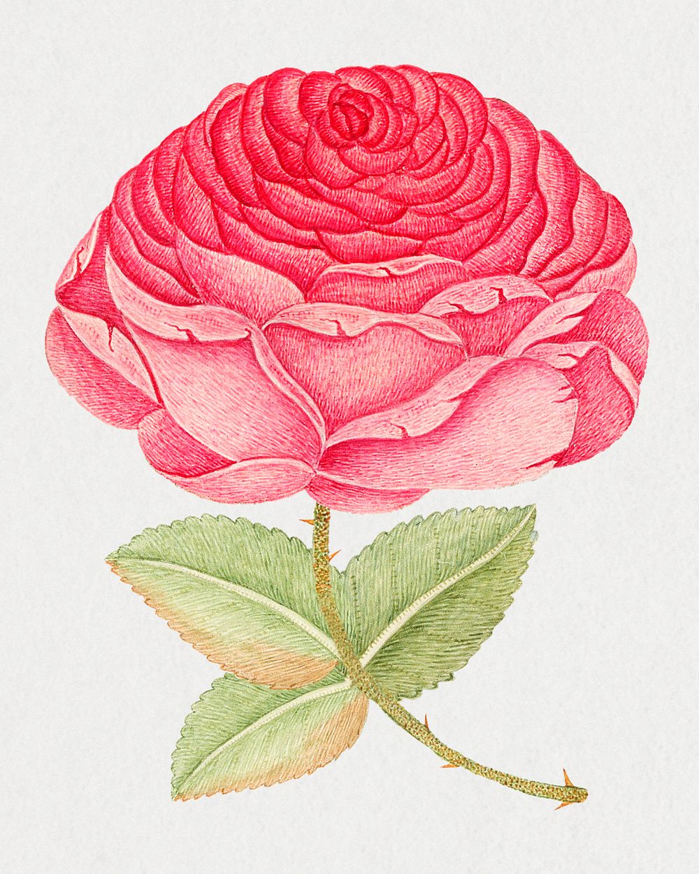 Vintage pink rose illustration, remixed from the 18th-century artworks from the Smithsonian archive.