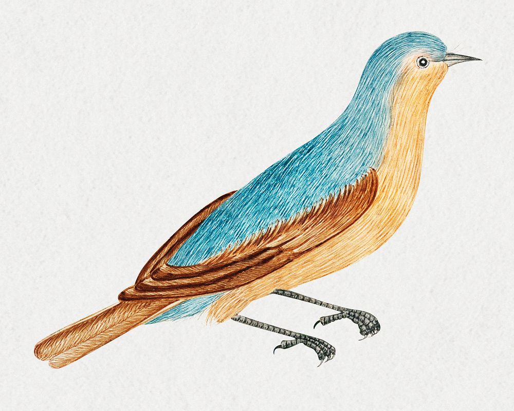 Blue and brown bird psd, remixed from the 18th-century artworks from the Smithsonian archive.
