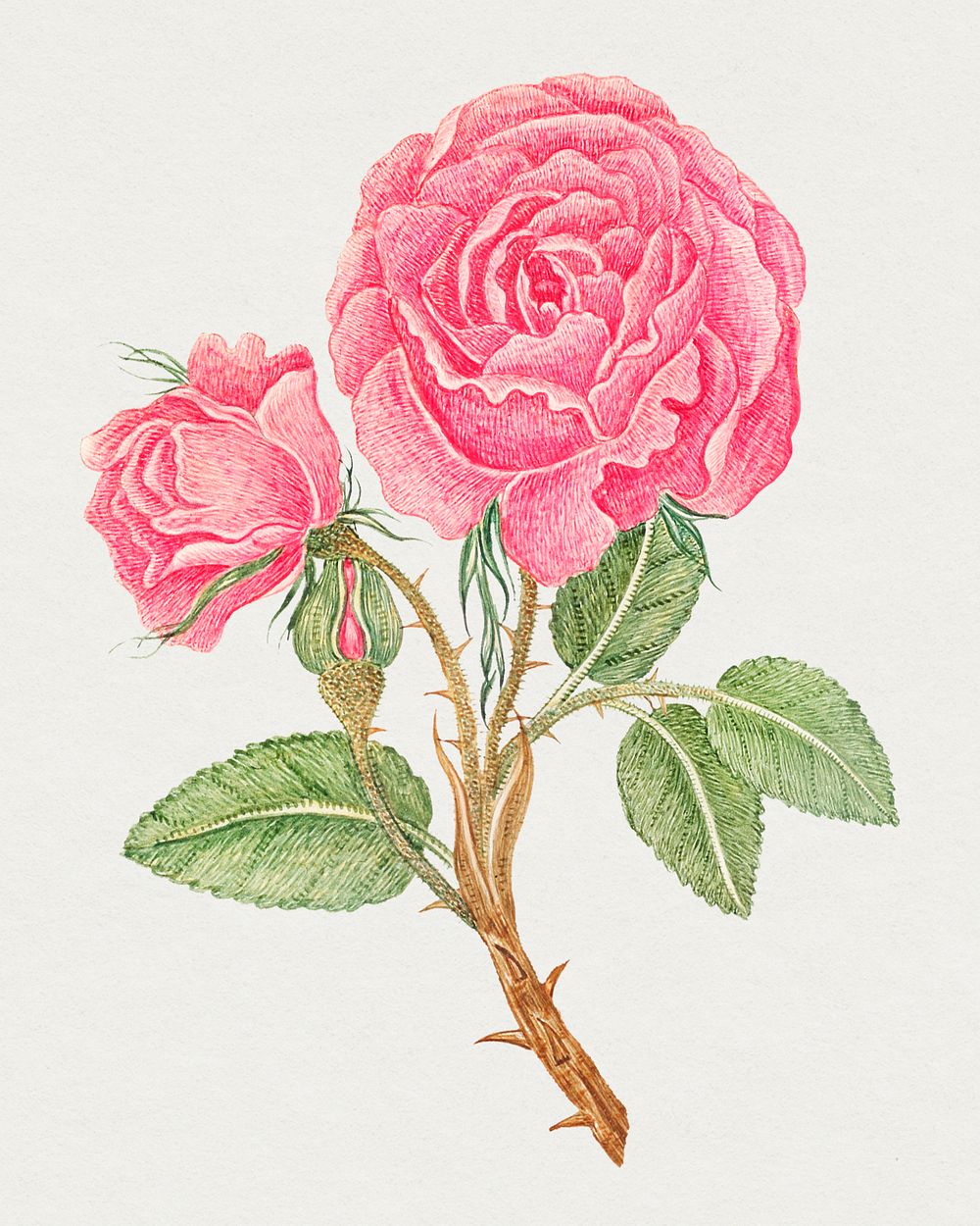 Vintage pink rose illustration, remixed from the 18th-century artworks from the Smithsonian archive.