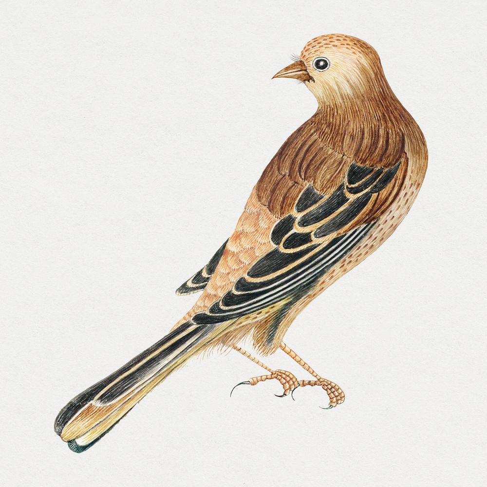 Vintage bird psd illustration, remixed from the 18th-century artworks from the Smithsonian archive.