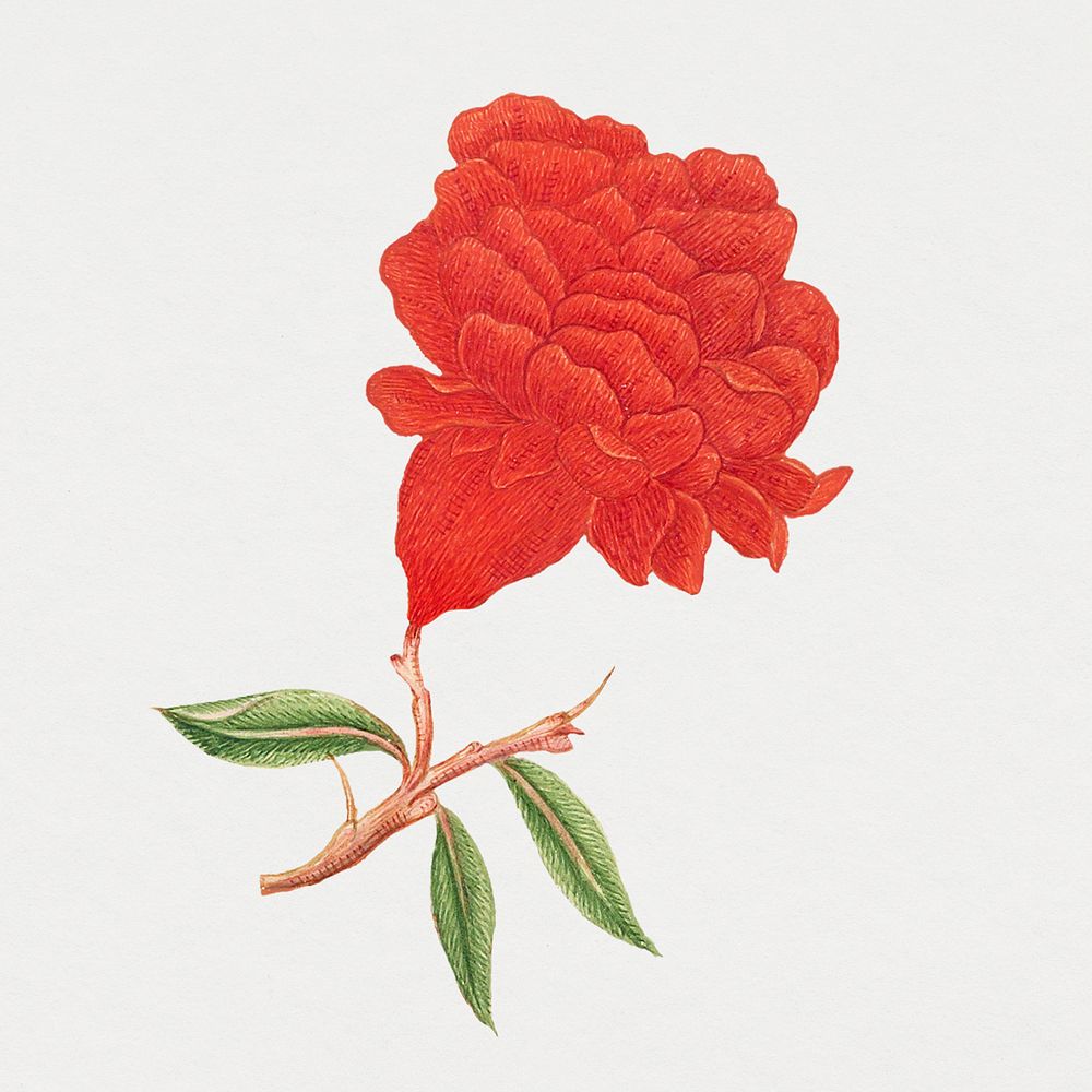 Vintage red blossoms psd illustration, remixed from the 18th-century artworks from the Smithsonian archive.