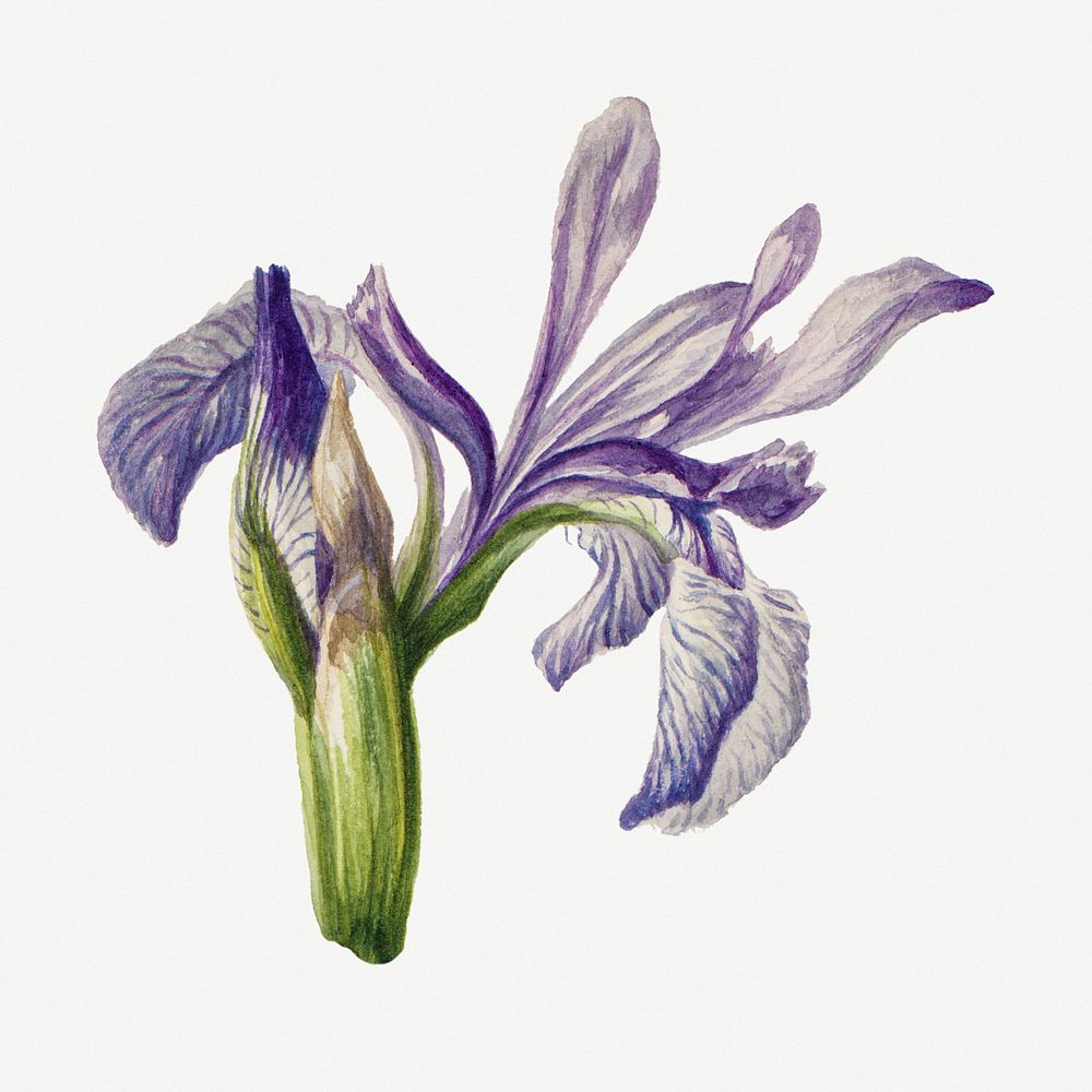 Rocky mountain iris blossom illustration hand drawn, remixed from the artworks by Mary Vaux Walcott