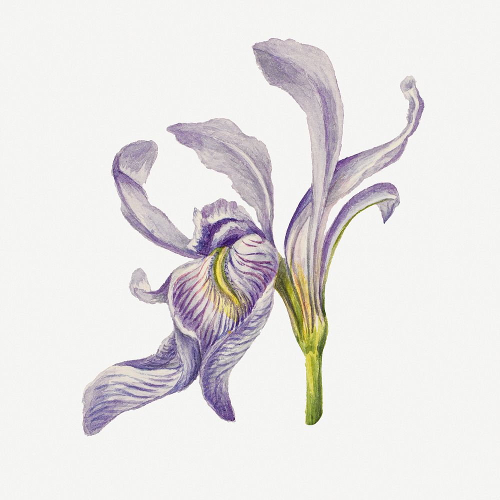 Rocky mountain iris blossom illustration hand drawn, remixed from the artworks by Mary Vaux Walcott
