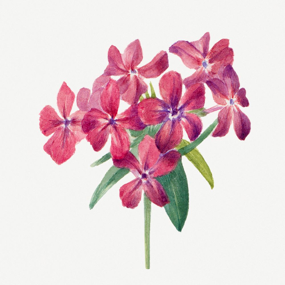 Vintage hairy phlox flower illustration floral drawing, remixed from the artworks by Mary Vaux Walcott
