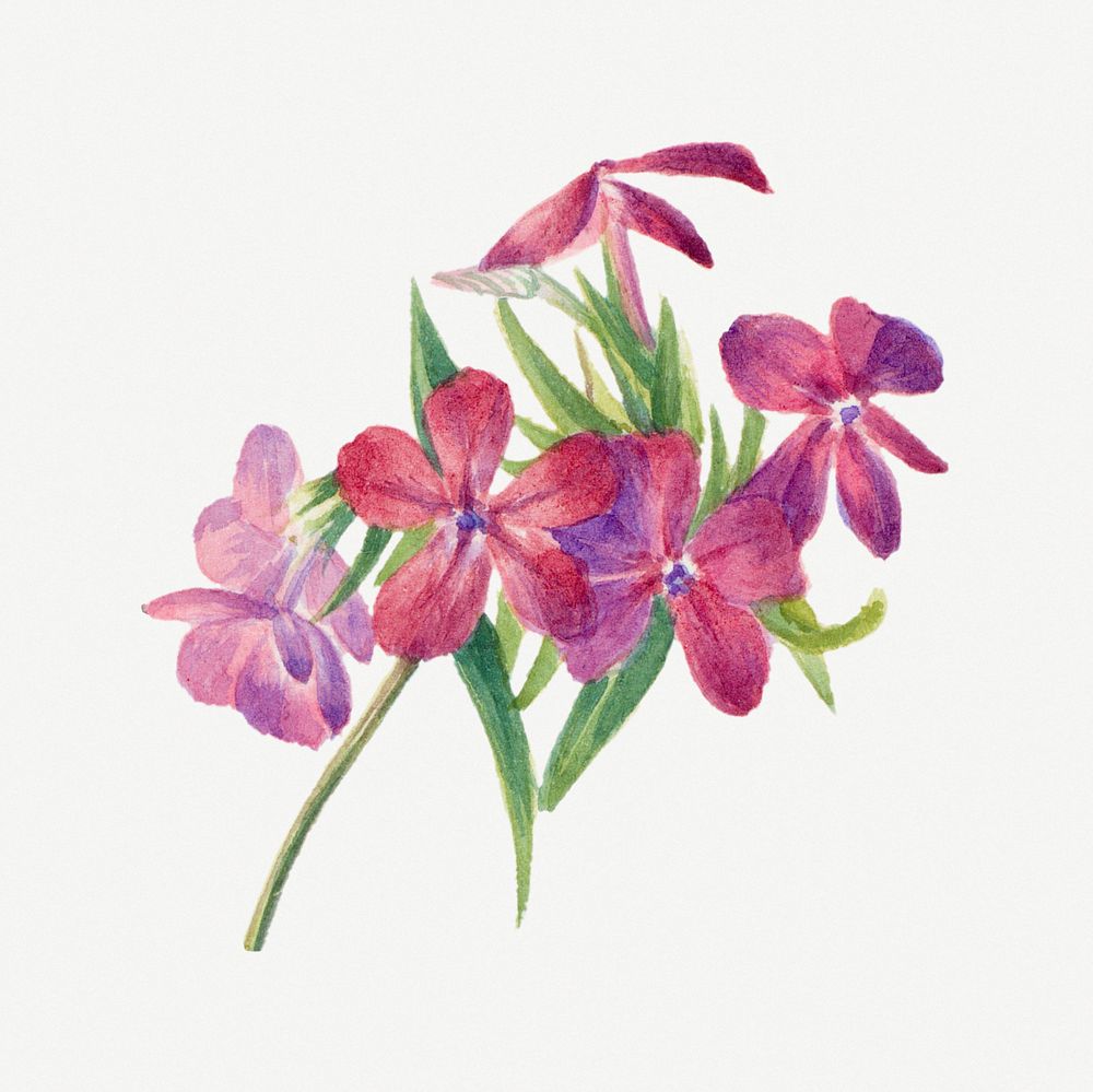 Blooming hairy phlox psd hand drawn floral illustration