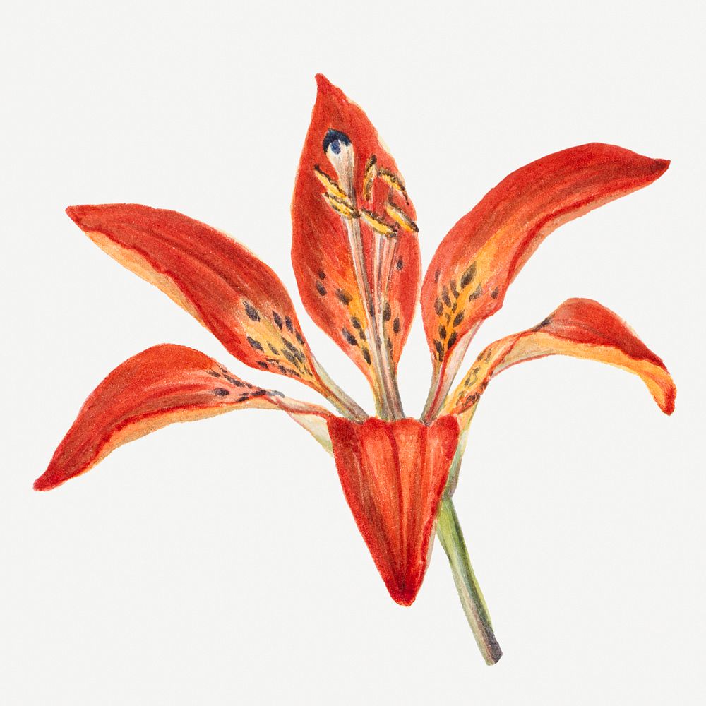 Blooming orange lily psd hand drawn floral illustration