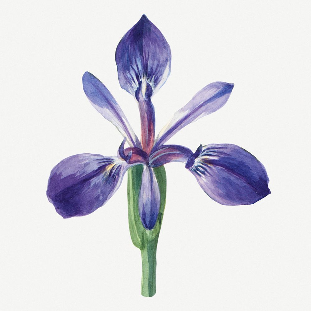 Vintage Iris flower psd illustration floral drawing
