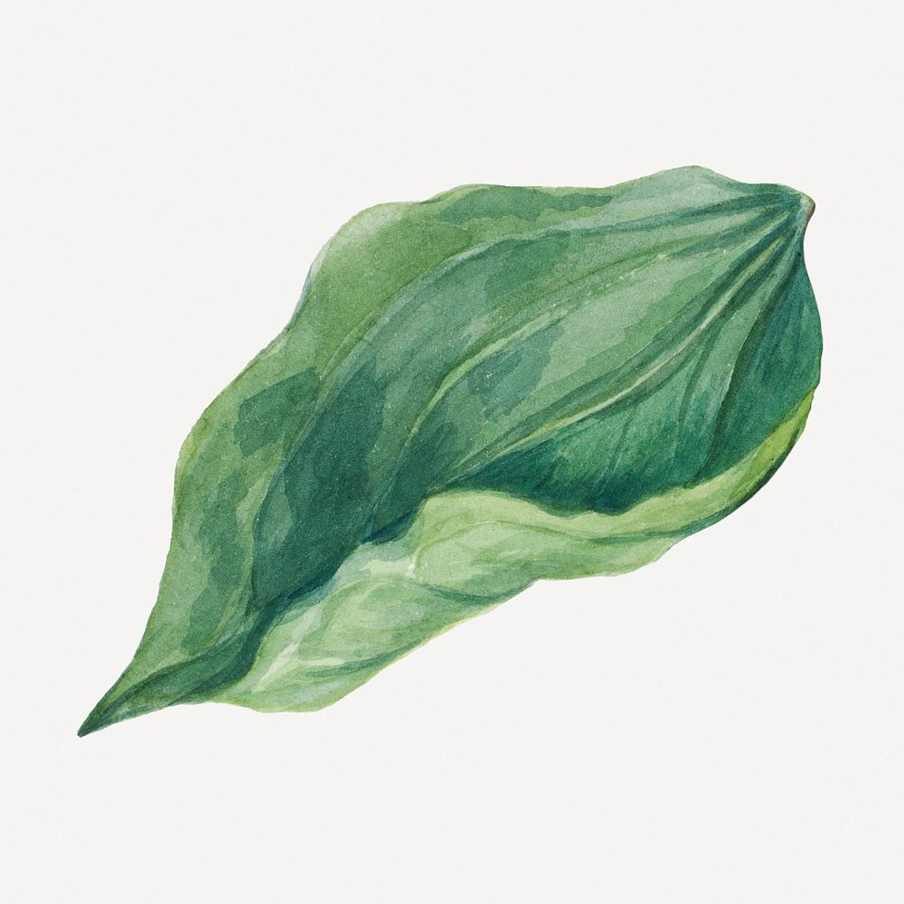 Whippoorwill's leaf hand drawn illustration, remixed from the artworks by Mary Vaux Walcott